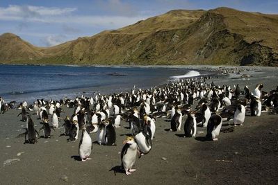 Маккуори – зелёное царство неуклюжих пингвинов