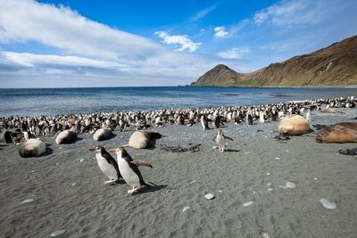 Маккуори – зелёное царство неуклюжих пингвинов