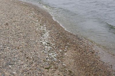 После возникновения НЛО на берег Байкала вымыло много мертвой рыбы