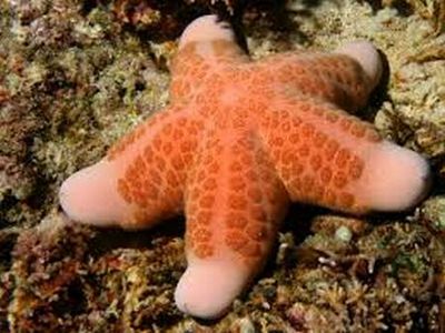 У морских звезд нет мозга и крови, но при всем этом есть глаза и другие фантастические способности, о которых ты не знал!