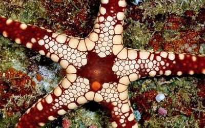 У морских звезд нет мозга и крови, но при всем этом есть глаза и другие фантастические способности, о которых ты не знал!