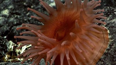 Удивительные морские организмы у Гавайских островов